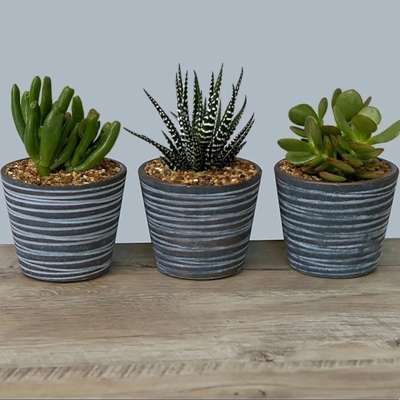 One (1) Dark Grey Succulent Planter with Wood Stand - Picture 2 of 3